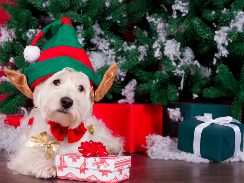 Psić ispred božićne jelke s poklonima